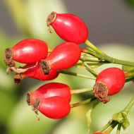 Skřítek Šípek a víla Sedmikráska ve 3. třídě