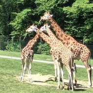 Výlet do ZOO Ostrava