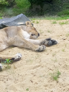 Fotogalerie Výlet do ZOO Ostrava, foto č. 74