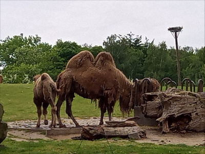 Fotogalerie Výlet do ZOO Ostrava, foto č. 110