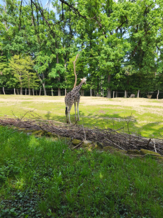 Fotogalerie Výlet do ZOO - 3. a 4. třída, foto č. 5