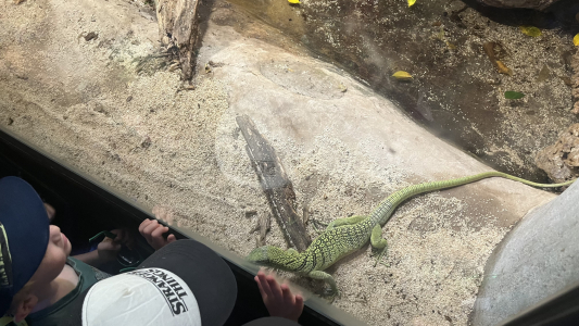 Fotogalerie Výlet do ZOO - 3. a 4. třída, foto č. 3