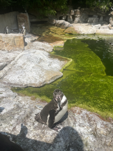 Fotogalerie Výlet do ZOO - 3. a 4. třída, foto č. 7