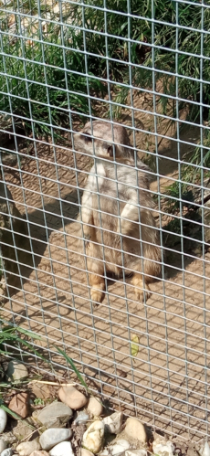 Fotogalerie Výlet do MINIZOO Horečky - 1. a 2. třída, foto č. 20