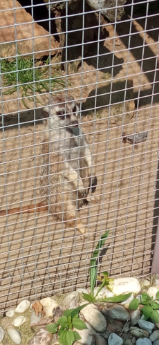 Fotogalerie Výlet do MINIZOO Horečky - 1. a 2. třída, foto č. 21