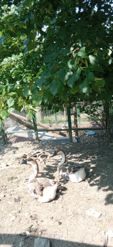 Fotogalerie Výlet do MINIZOO Horečky - 1. a 2. třída, foto č. 26