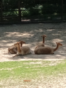 Fotogalerie Výlet do ZOO Ostrava , foto č. 31