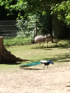 Fotogalerie Výlet do ZOO Ostrava , foto č. 33