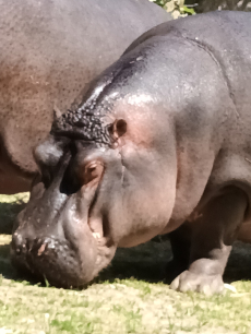 Fotogalerie Výlet do ZOO Ostrava , foto č. 34