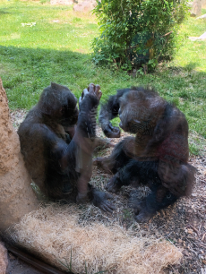 Fotogalerie Výlet do ZOO Ostrava , foto č. 37