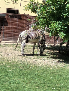 Fotogalerie Výlet do ZOO Ostrava , foto č. 42