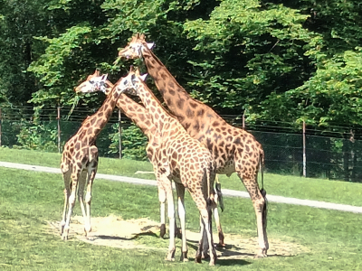 Fotogalerie Výlet do ZOO Ostrava , foto č. 43