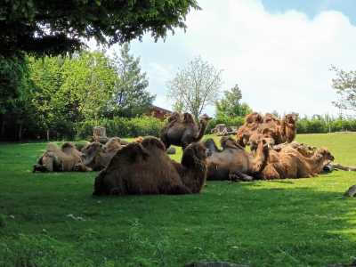 Fotogalerie Výlet do ZOO Ostrava , foto č. 45